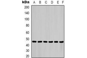 Western blot analysis of Cytokeratin 18 expression in HepG2 (A), Hela (B), mouse liver (C), mouse skeletal muscle (D), C2C12 (E), rat heart (F) whole cell lysates.