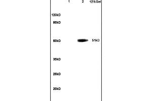 Lane 1: mouse embryo lysates Lane 2: human colon carcinoma lysates probed with Anti OCT2 Polyclonal Antibody, Unconjugated (ABIN737316) at 1:200 in 4C. (Oct-2 antibody  (AA 11-100))