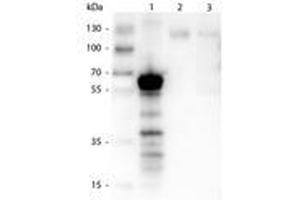 Image no. 2 for anti-Kinesin Family Member 5B (KIF5B) antibody (ABIN1102749) (KIF5B antibody)