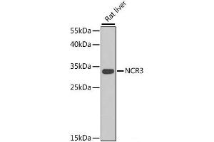Western blot analysis of extracts of Rat liver using NCR3 Polyclonal Antibody at dilution of 1:1000. (NCR3 antibody)