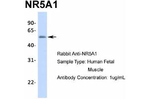 NR5A1 antibody  (Middle Region)