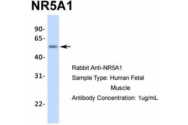 NR5A1 Antikörper  (Middle Region)