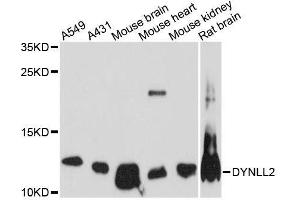 Western blot analysis of extracts of various cell lines, using DYNLL2 antibody. (DYNLL2 antibody  (AA 1-89))
