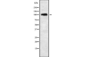 Western blot analysis of CHSY3 using NIH-3T3 whole cell lysates (CHSY3 antibody  (N-Term))
