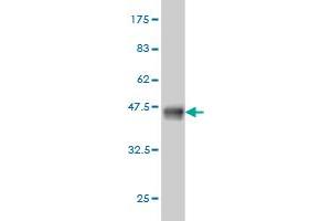 Western Blotting (WB) image for anti-Hypoxia Up Regulated 1 (HYOU1) (AA 901-999) antibody (ABIN564589)