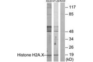 Western blot analysis of extracts from RAW246. (H2AFX antibody  (AA 94-143))