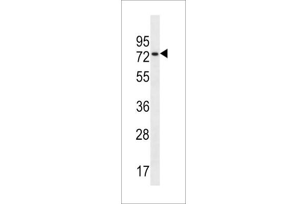 NSRP1 antibody  (N-Term)