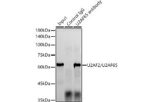 Immunoprecipitation (IP) image for anti-U2 Small Nuclear RNA Auxiliary Factor 2 (U2AF59) antibody (ABIN1682786)