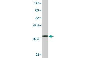 Western Blot detection against Immunogen (33. (ALDOA antibody  (AA 21-95))