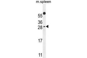 Western Blotting (WB) image for anti-Partner of Y14 and mago (WIBG) antibody (ABIN2995794) (PYM antibody)