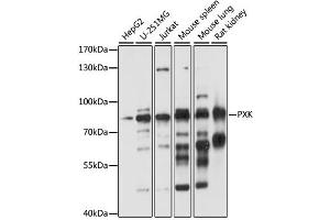 Western blot analysis of extracts of various cell lines, using PXK antibody (ABIN6290773) at 1:1000 dilution. (PXK antibody)