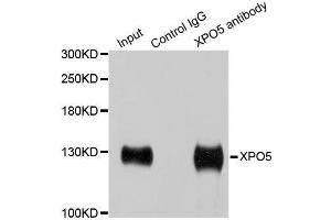 Immunoprecipitation (IP) image for anti-Exportin 5 (XPO5) (AA 925-1204) antibody (ABIN6150299)