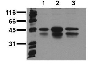 Western Blotting (WB) image for anti-cAMP Responsive Element Binding Protein 1 (CREB1) (pSer133) antibody (ABIN126754) (CREB1 antibody  (pSer133))
