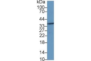 Western Blotting (WB) image for anti-Microfibrillar-Associated Protein 4 (MFAP4) (AA 22-255) antibody (ABIN7436084)