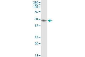 Immunoprecipitation of ST3GAL3 transfected lysate using anti-ST3GAL3 MaxPab rabbit polyclonal antibody and Protein A Magnetic Bead , and immunoblotted with ST3GAL3 purified MaxPab mouse polyclonal antibody (B01P) . (ST3GAL3 antibody  (AA 1-390))