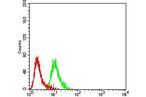 Flow cytometric analysis of SK-N-SH cells using GRM2 mouse mAb (green) and negative control (red). (GRM2 antibody  (AA 414-558))