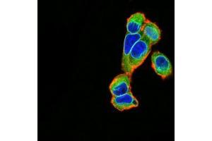 Immunofluorescence analysis of A549 cells using EMD mouse mAb (green).
