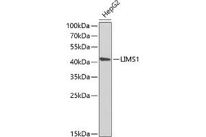 Western blot analysis of extracts of HepG2 cells, using LIMS1 antibody (ABIN6132049, ABIN6143233, ABIN6143235 and ABIN6222007) at 1:1000 dilution. (LIMS1 antibody  (AA 1-325))