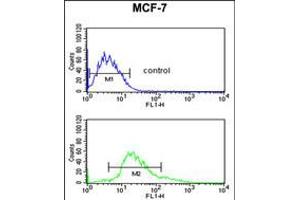 Flow cytometric analysis of MCF-7 cells (bottom histogram) compared to a negative control cell (top histogram). (Cytokeratin 1 antibody  (AA 415-443))