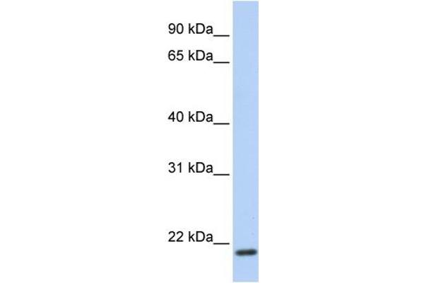 TMEM35 Antikörper  (C-Term)
