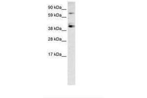 Image no. 2 for anti-Sp7 Transcription Factor (SP7) (C-Term) antibody (ABIN6735947) (SP7 antibody  (C-Term))