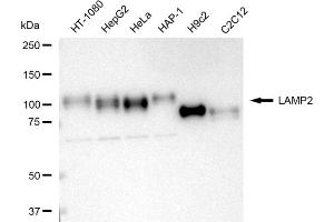 Western blotting analysis using LAMP2 antibody (ABIN7799310).