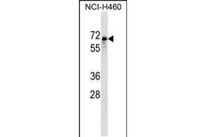 Western blot analysis in NCI-H460 cell line lysates (35ug/lane). (SNTB1 antibody  (AA 243-271))