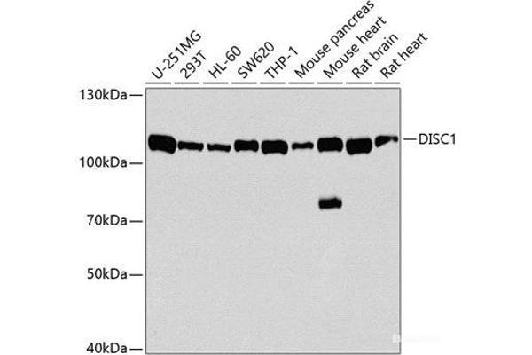 DISC1 antibody