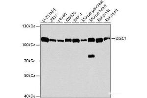 Western blot analysis of extracts of various cell lines using DISC1 Polyclonal Antibody at dilution of 1:1000. (DISC1 antibody)