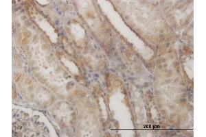 Immunoperoxidase of monoclonal antibody to EFHD1 on formalin-fixed paraffin-embedded human kidney. (EFHD1 antibody  (AA 168-238))