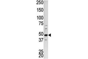 Western blot analysis of PCTAIRE1 antibody and HepG2 lysate (CDK16 antibody  (AA 357-386))