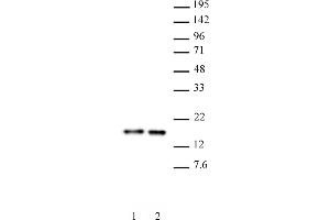 Histone H3 antibody (mAb) (Clone 1C8B2) tested by Western blot. (Histone 3 antibody  (AA 1-19))