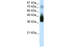 WB Suggested Anti-JUNB Antibody Titration:  1. (C-JUN antibody  (N-Term))