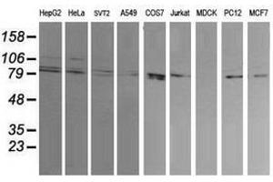 Image no. 2 for anti-Dynamin 1-Like (DNM1L) antibody (ABIN1497871) (Dynamin 1-Like antibody)