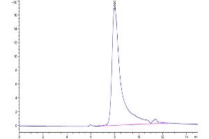 The purity of Human IL-17A&F is greater than 95 % as determined by SEC-HPLC. (IL-17A/F Protein (AA 24-155) (His tag))