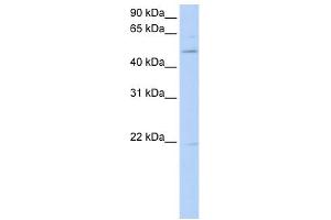 WB Suggested Anti-RORB Antibody Titration:  0. (RORB antibody  (C-Term))