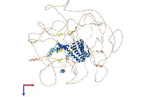 AFF4 Protein (AA 1-1160) (His tag)