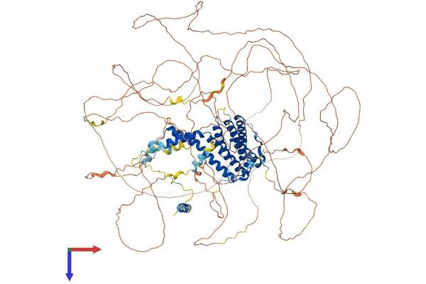AFF4 Protein (AA 1-1160) (His tag)