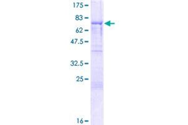 SYNCRIP Protein (AA 1-410) (GST tag)