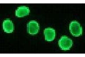 Immunofluorescence (IF) image for anti-Histone H2A antibody (ABIN1107544) (Histone H2A antibody)