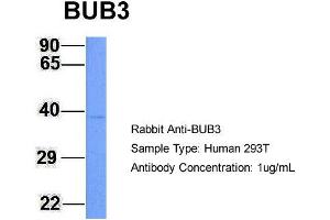 Host: Rabbit Target Name: BUB3 Sample Type: 293T Antibody Dilution: 1. (BUB3 antibody  (N-Term))