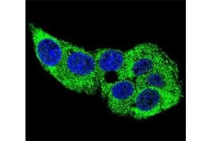 Immunofluorescence (IF) image for anti-Actin, gamma 1 (ACTG1) (AA 188-215) antibody (ABIN3029799)