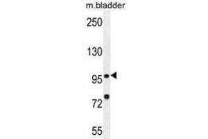 Western Blotting (WB) image for anti-Nucleotide-Binding Oligomerization Domain Containing 1 (NOD1) antibody (ABIN2996386) (NOD1 antibody)