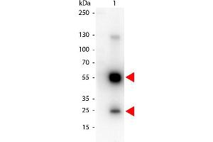 Western Blot of Peroxidase conjugated Goat anti-Rat IgG antibody. (Goat anti-Rat IgG (Heavy & Light Chain) Antibody (HRP) - Preadsorbed)