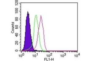 Image no. 2 for anti-Nuclear Factor of kappa Light Polypeptide Gene Enhancer in B-Cells Inhibitor, alpha (NFKBIA) (AA 32-291) antibody (ABIN208062) (NFKBIA antibody  (AA 32-291))