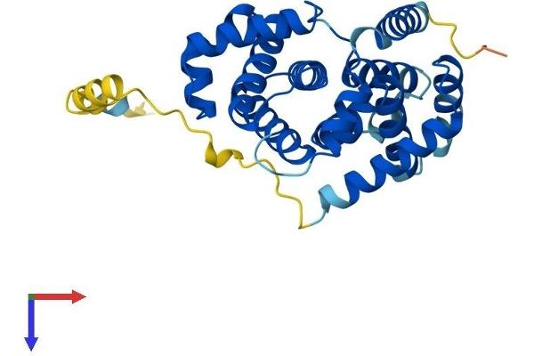 Cyclin G1 Protein (CCNG1) (AA 1-295) (His tag)