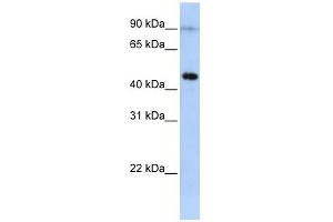 EPX antibody used at 1 ug/ml to detect target protein. (EPX antibody  (Middle Region))