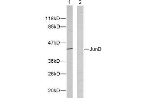 Western Blotting (WB) image for anti-Jun D Proto-Oncogene (JUND) (Ser255) antibody (ABIN1848125) (JunD antibody  (Ser255))