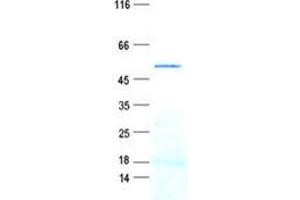 Validation with Western Blot (GZMB Protein (GST tag,His tag))