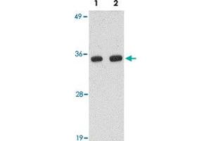 Western blot analysis of POLR3F in human brain tissue lysate with POLR3F polyclonal antibody  at (Lane 1) 0.
